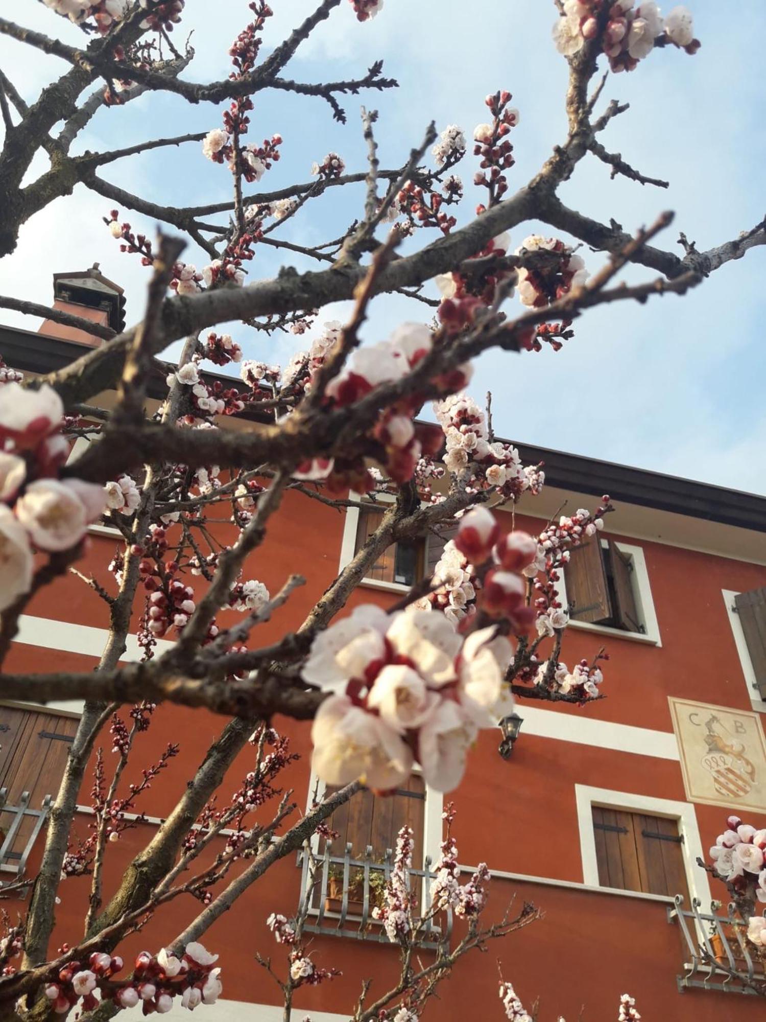 B&B Casa Del Conte Soligo Dış mekan fotoğraf